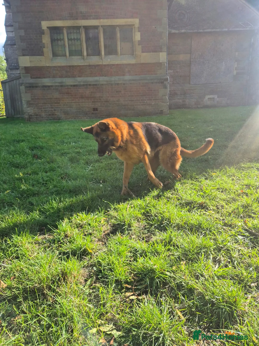 German Shepherd dogs for sale: German shepherd girl Malu - Advert 5