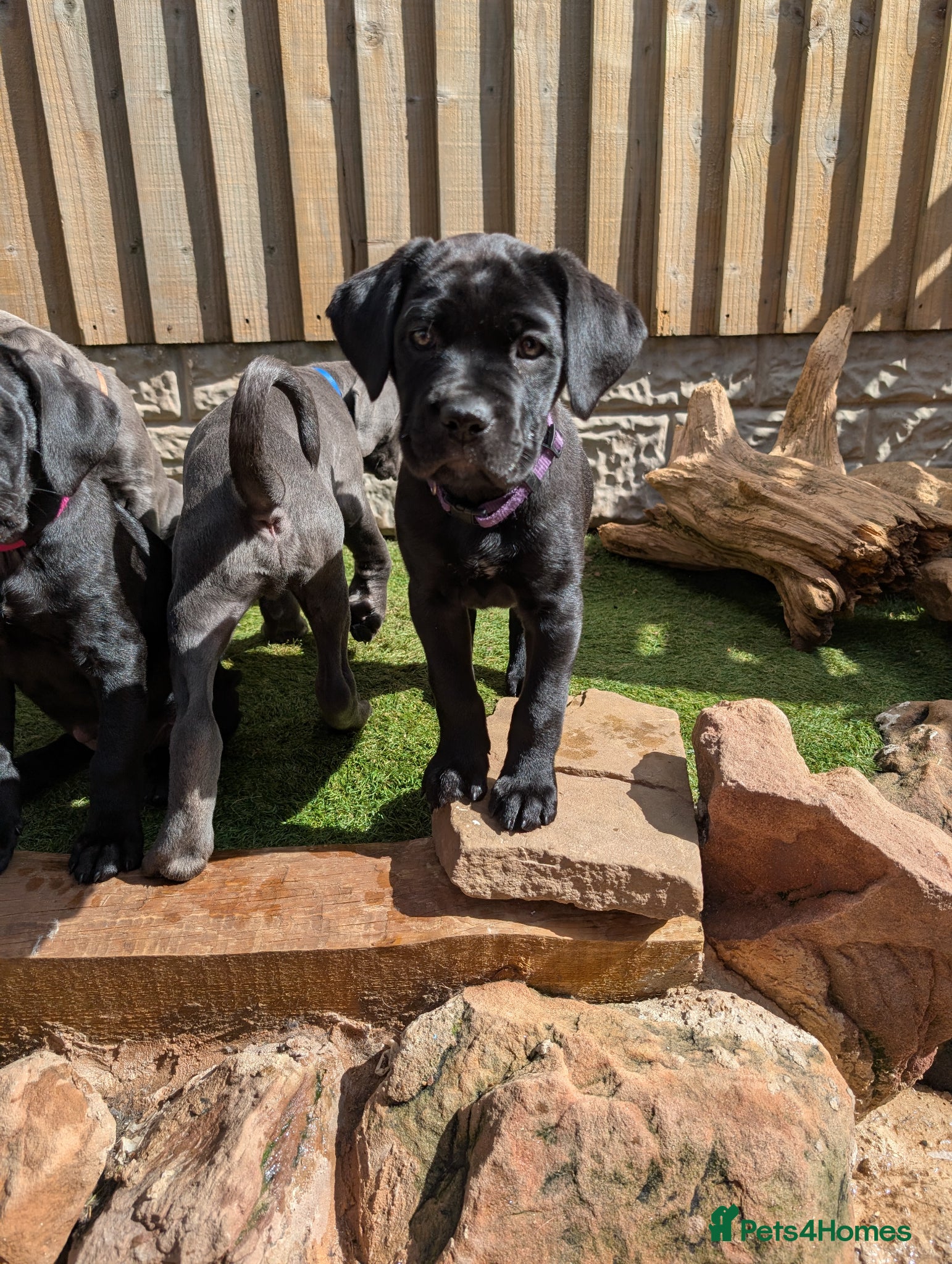 Cane Corso dogs Female Cane corso puppies 10 weeks old  - Advert 1
