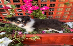 Rough Collie dogs for sale: PUPPY MASSIVE REDUCTION-TRI/COL boy 10w DNA-CLEAR  - Image 2