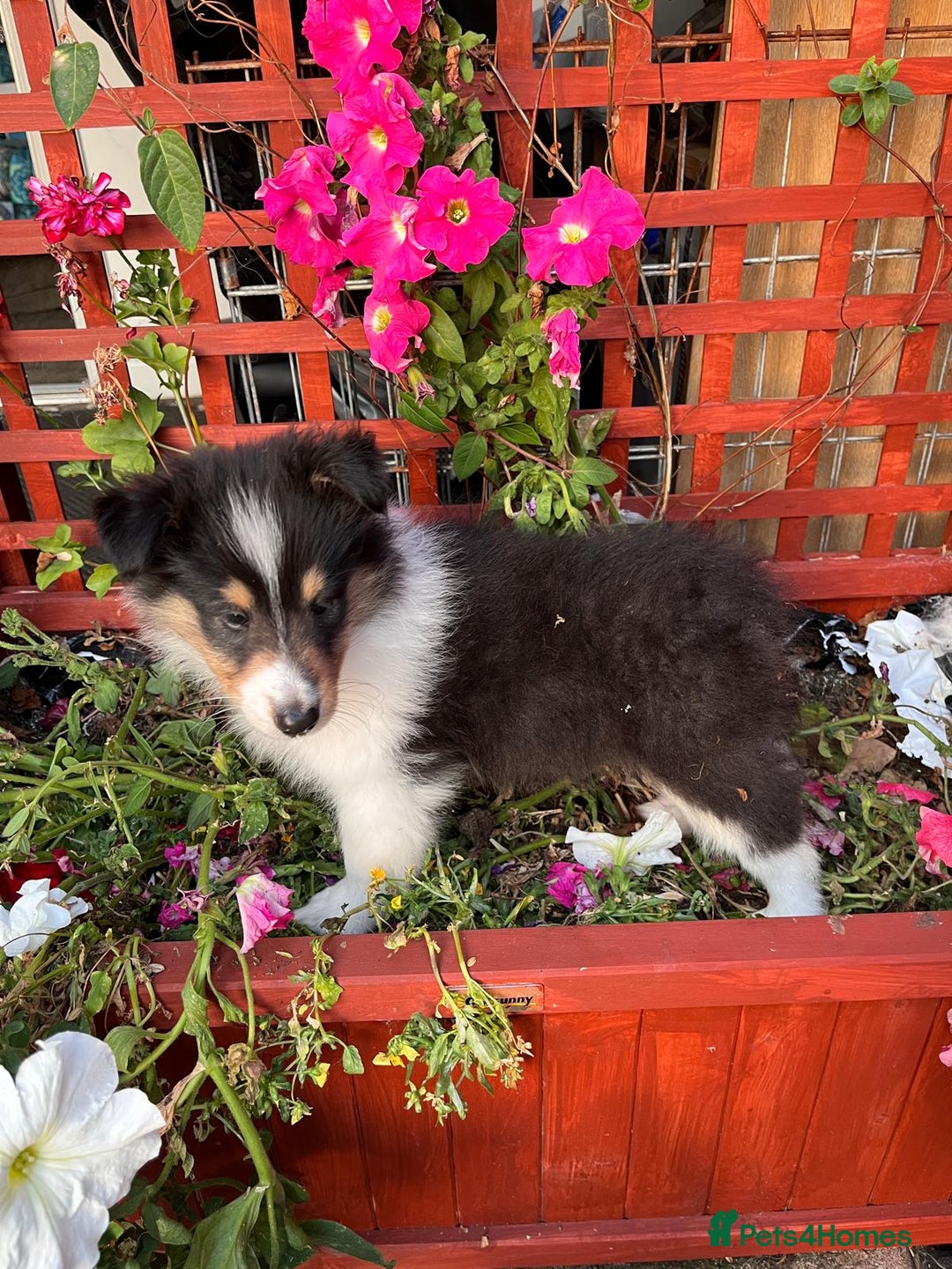 Rough Collie dogs for sale: PUPPY MASSIVE REDUCTION-TRI/COL boy 10w DNA-CLEAR  - Image 2