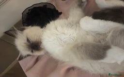 Ragdoll cats for sale: Fluffy pure Ragdoll boys looking for 5 star home  - Image 10
