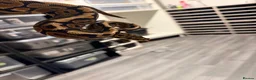 Python Snake reptiles for sale: Ball python collection  in Crewe - Advert 7