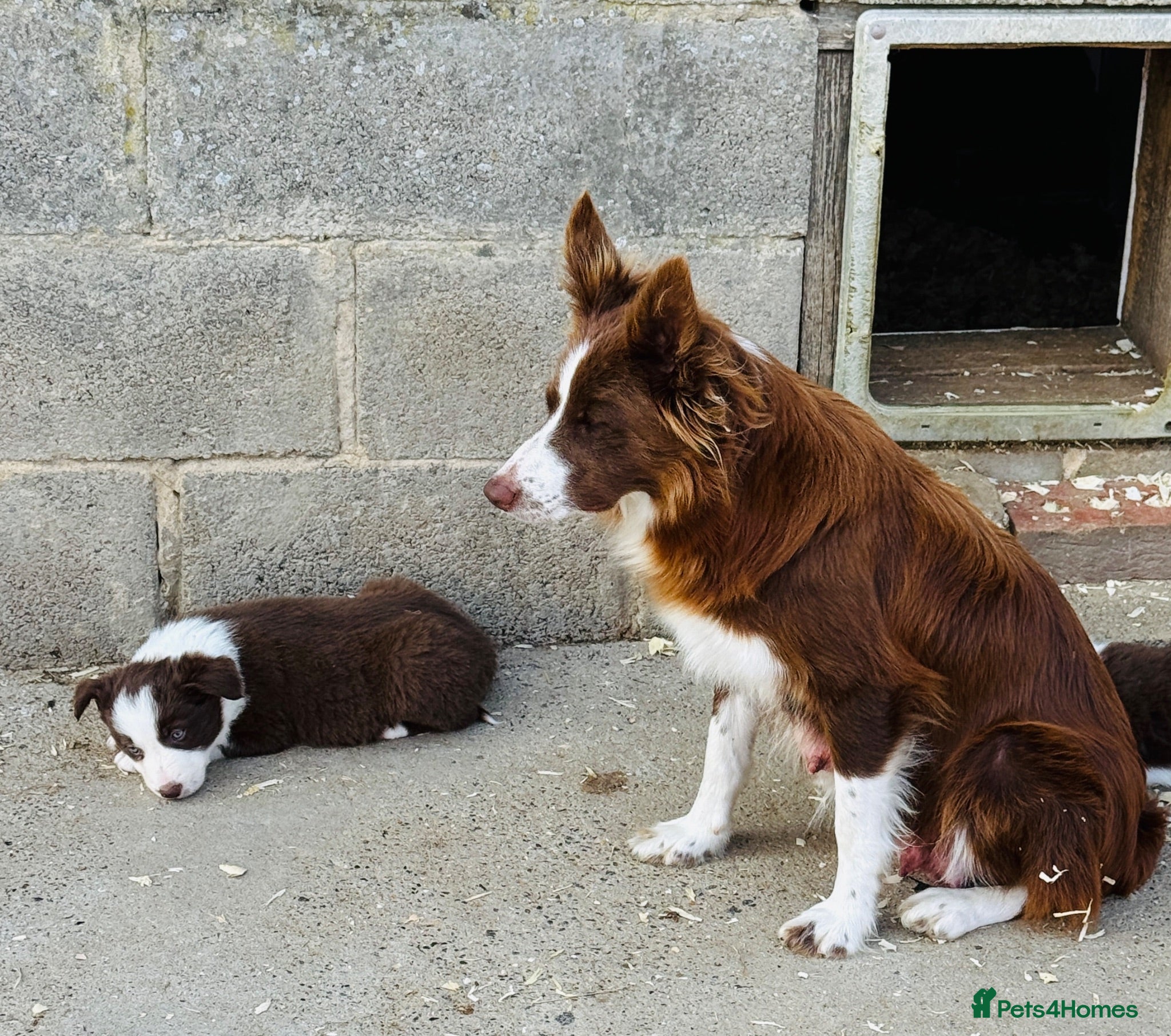 Border Collie dogs Health tested clear KC reg R&W border collies - Advert 2