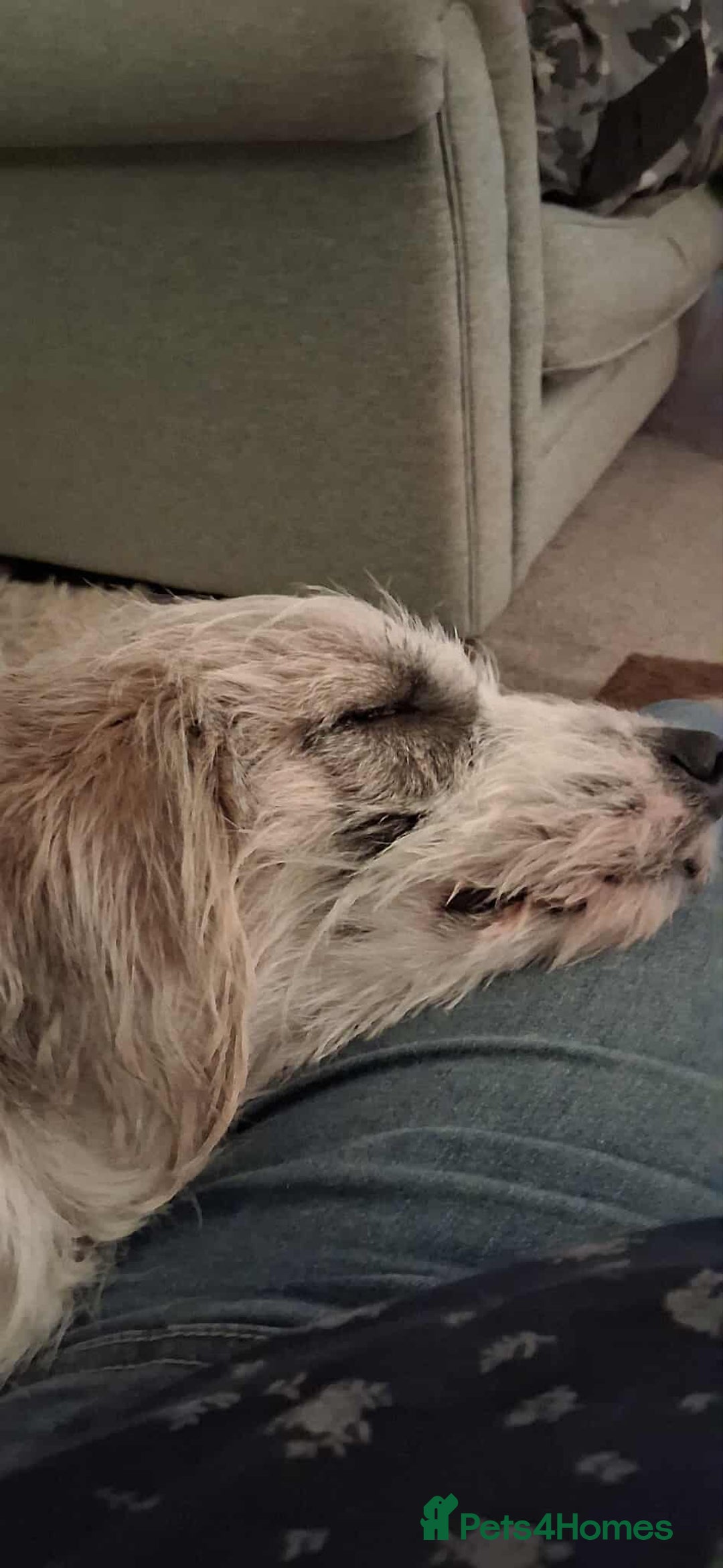 Mixed Breed dogs for adoption: TINK  - Advert 8