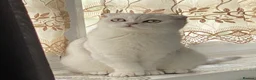 Scottish Fold cats for sale: Bella - Advert 8
