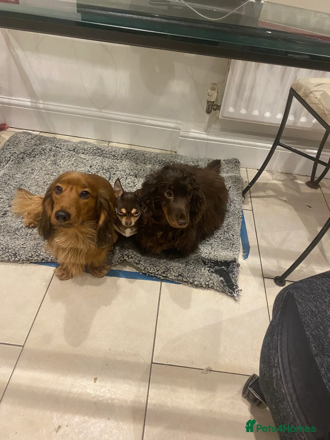 Miniature Dachshund dogs for sale: Long haired miniature dachshund puppies for sale  - Advert 2