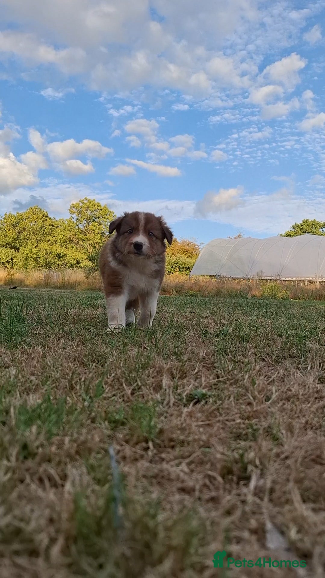 Border Collie dogs for sale: 7 border collie pups 🌟  - Image 22