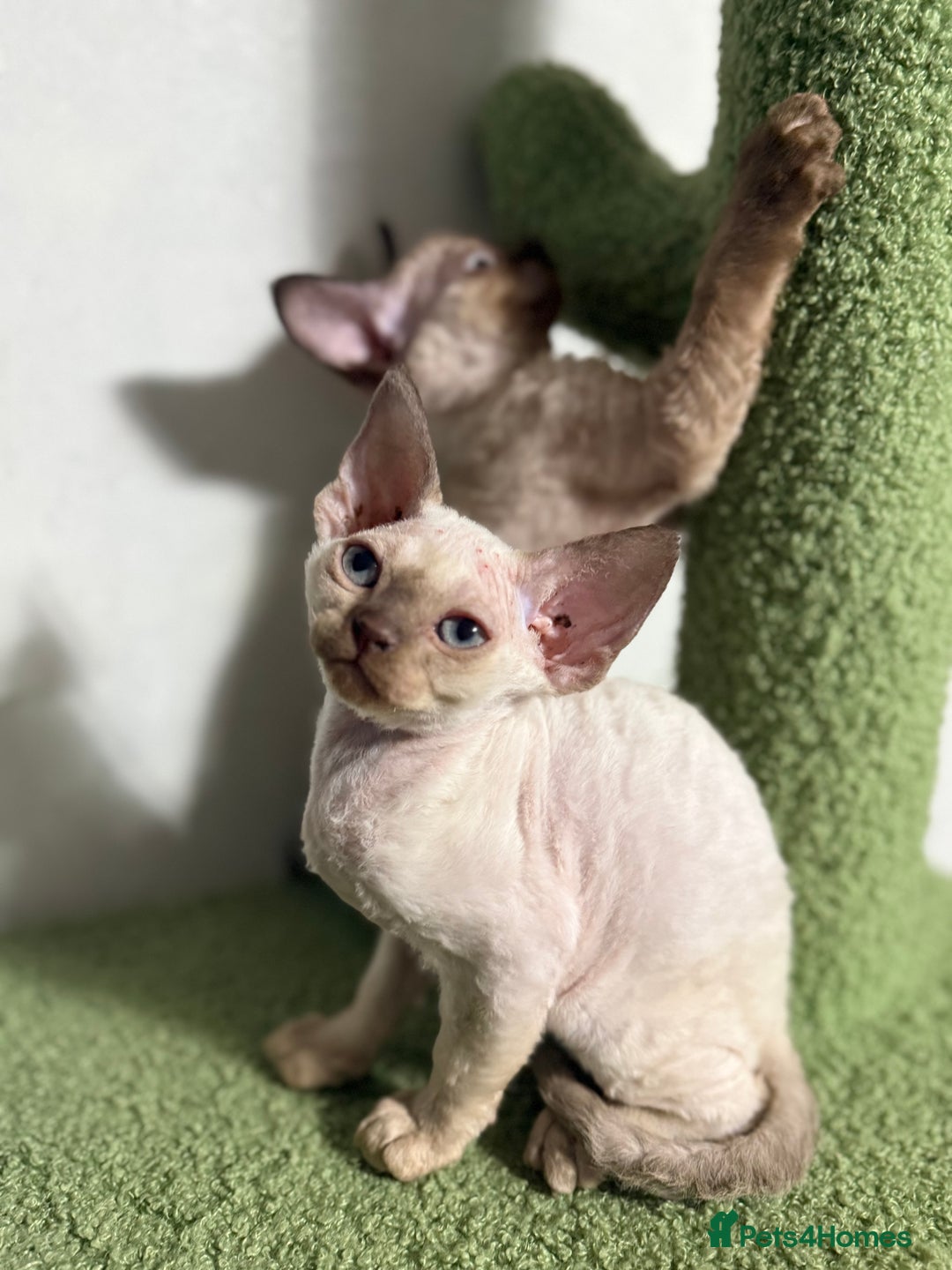 Devon Rex cats for sale: 😍😍😍 3 girls registered GCCF😍😍😍 - Advert 4
