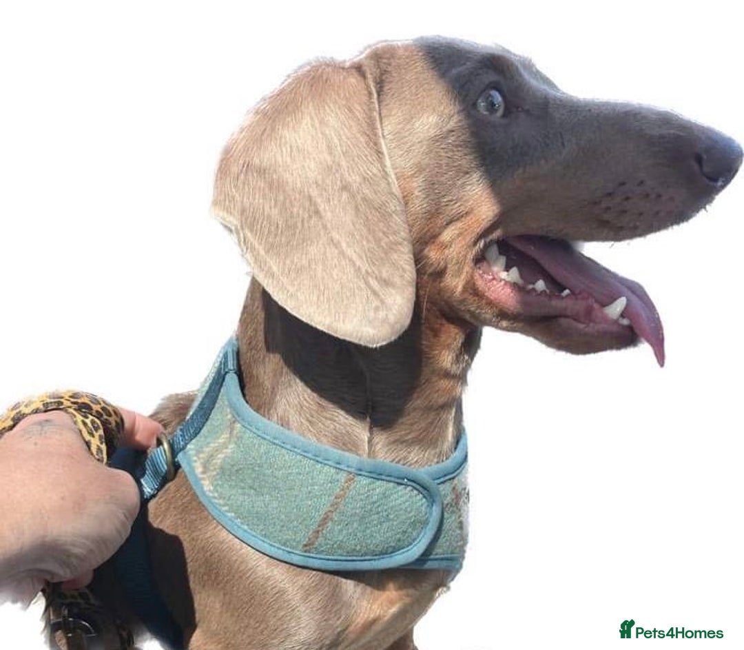 Miniature Dachshund dogs for stud: KCReg L/l1 CoI0% PRA DM & OI Clear ISABELLA STUD  in Gunnislake - Advert 12