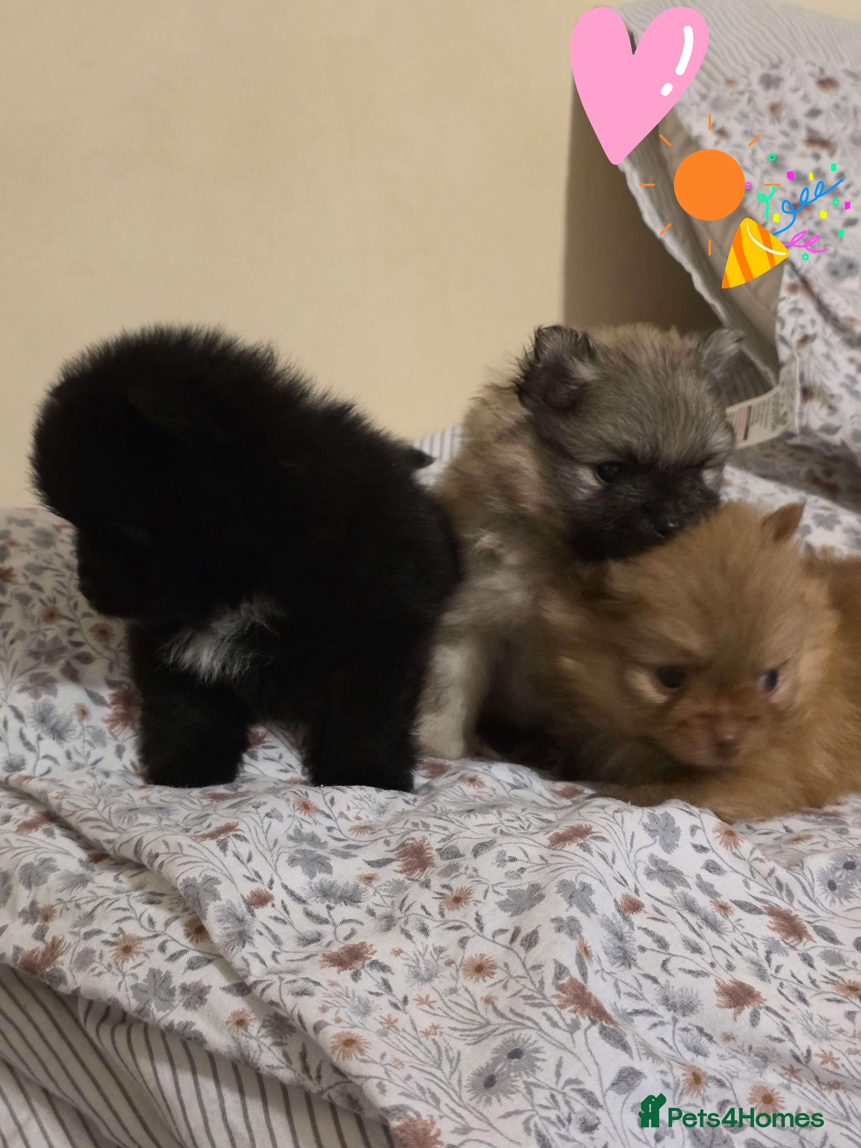 Pomeranian dogs 🎊🎊🎊Miniature Pomeranian Boys 🎊🎊🎊 - Advert 18