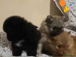 Pomeranian dogs 🎊🎊🎊Miniature Pomeranian Boys 🎊🎊🎊 - Advert 18