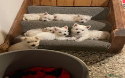 West Highland Terrier dogs for sale: Beautiful Westie puppies  - Image 8
