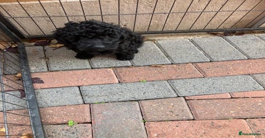 Cockapoo dogs - Advert 10