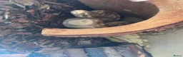 Python Snake reptiles for sale: Ball python and full set up  in Abertillery - Advert 2