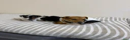 Jack Russell dogs for sale: Minature jack russells in Coventry - Advert 10