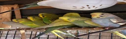 Budgerigars birds for sale: Aviary bred Budgies’s for sale - Advert 10