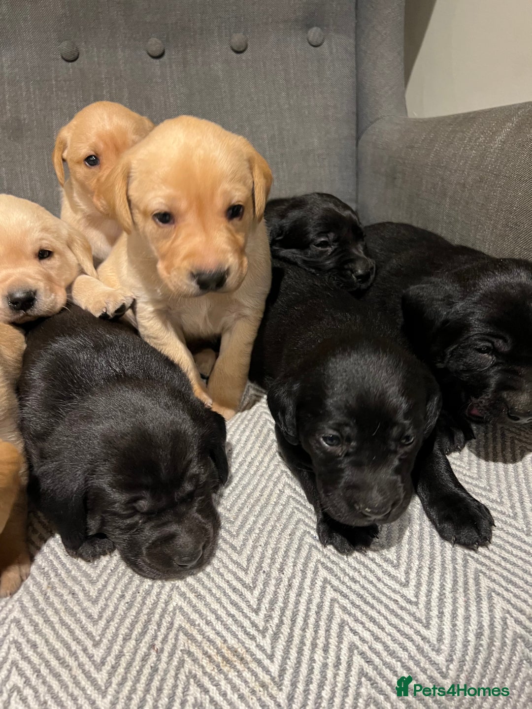 Labrador Retriever dogs for sale: 1 golden/ yellow boy Labrador puppies left - Advert 17