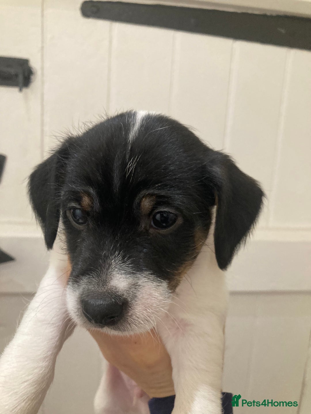 Jack Russell dogs for sale: Jack Russel pups. Two left one girl one boy - Advert 12