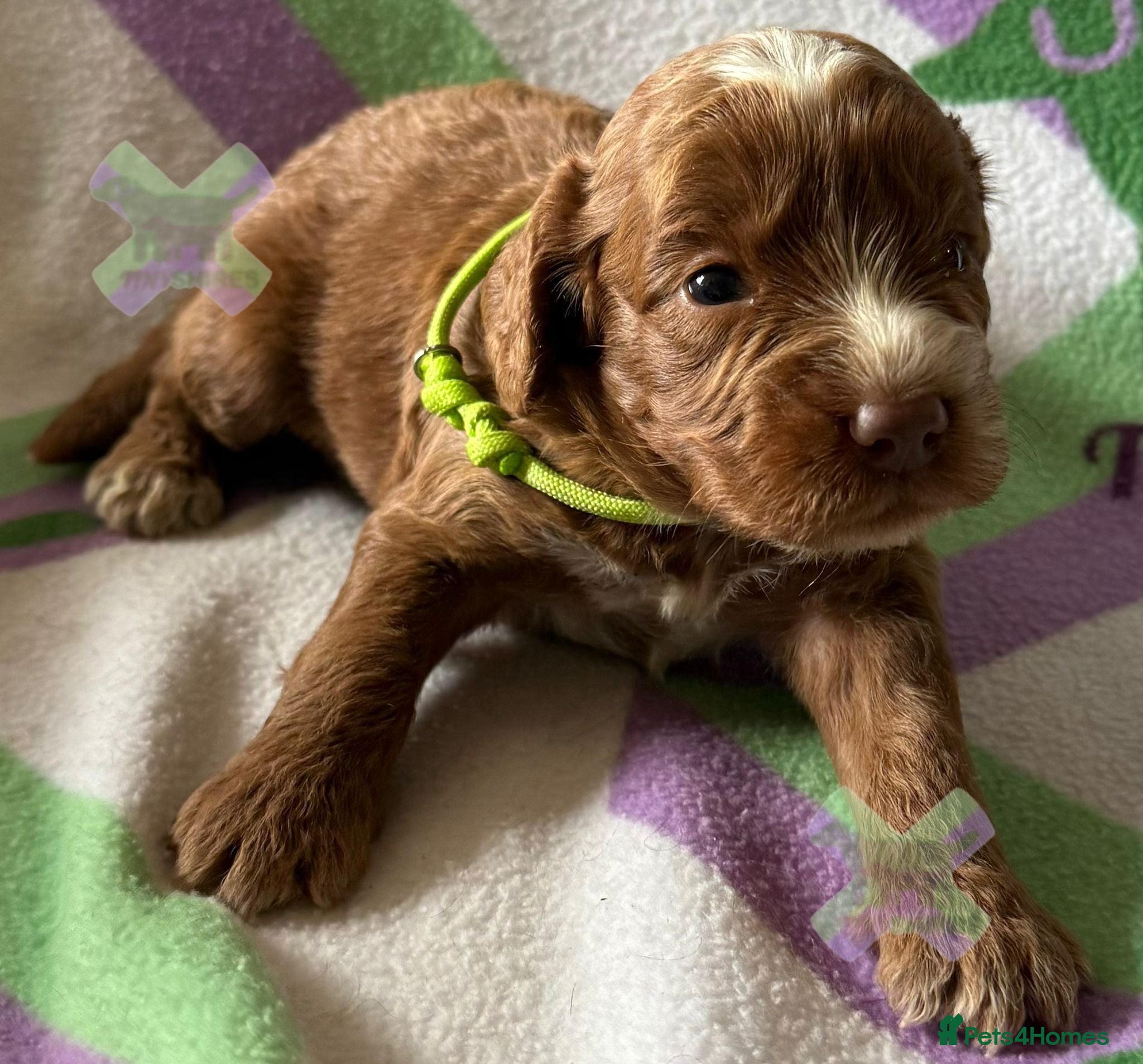 Cockapoo dogs F1 Apricots and fox reds mini cockapoos 30 dna clr - Advert 2