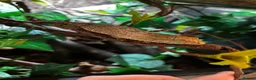 Gecko reptiles for sale: 2 beautiful friedel leachies for sale  - Advert 6