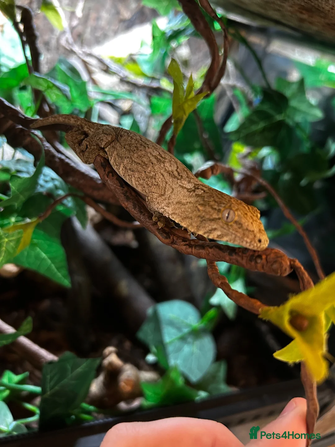 Gecko reptiles for sale: 2 beautiful friedel leachies for sale  - Advert 6