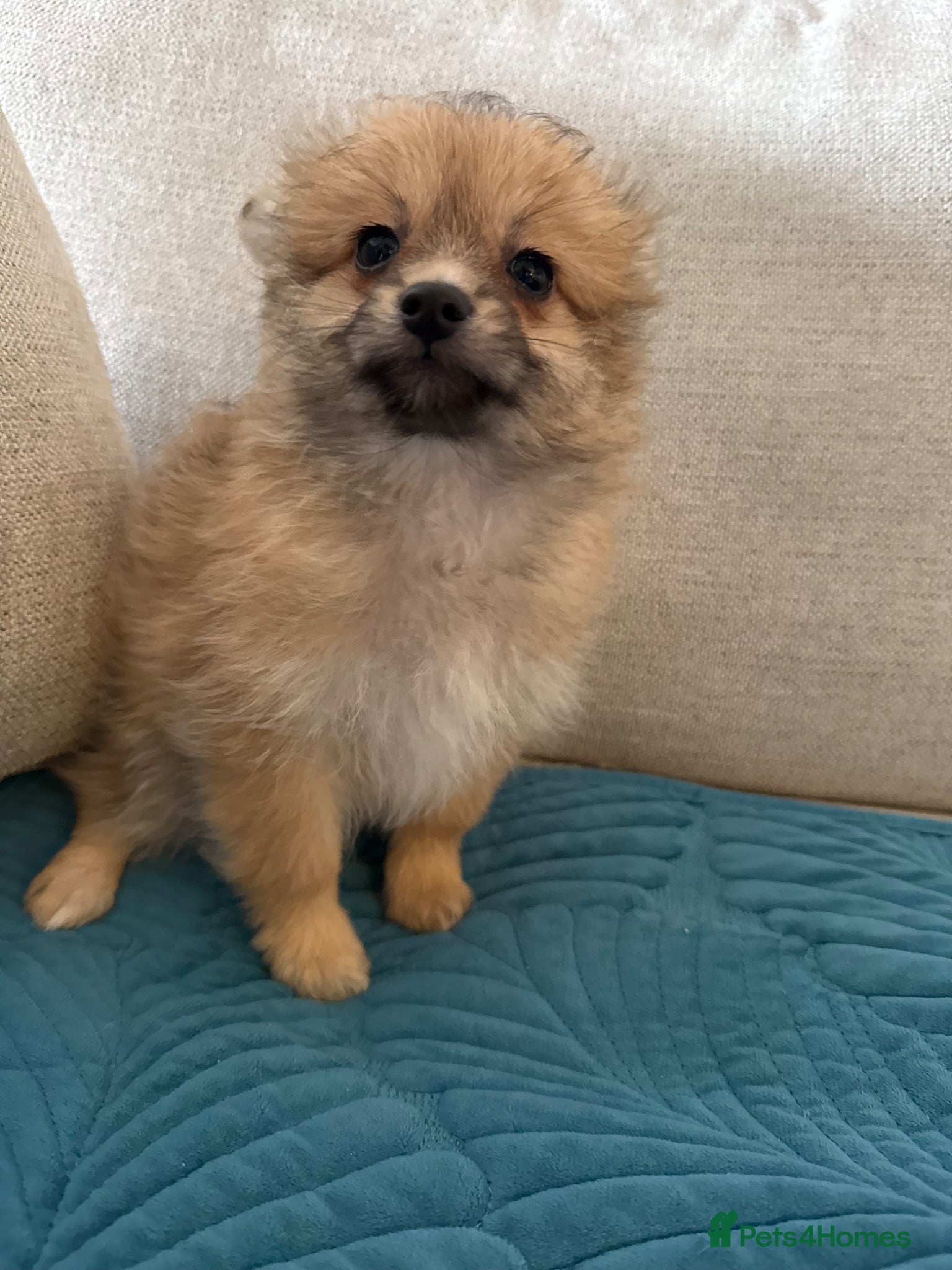 Mixed Breed dogs RARE-LAST BOY Shirarian champion lines  - Advert 1