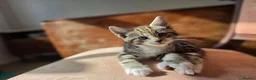 Maine Coon cats for sale: Marine Coon X kittens - Advert 6