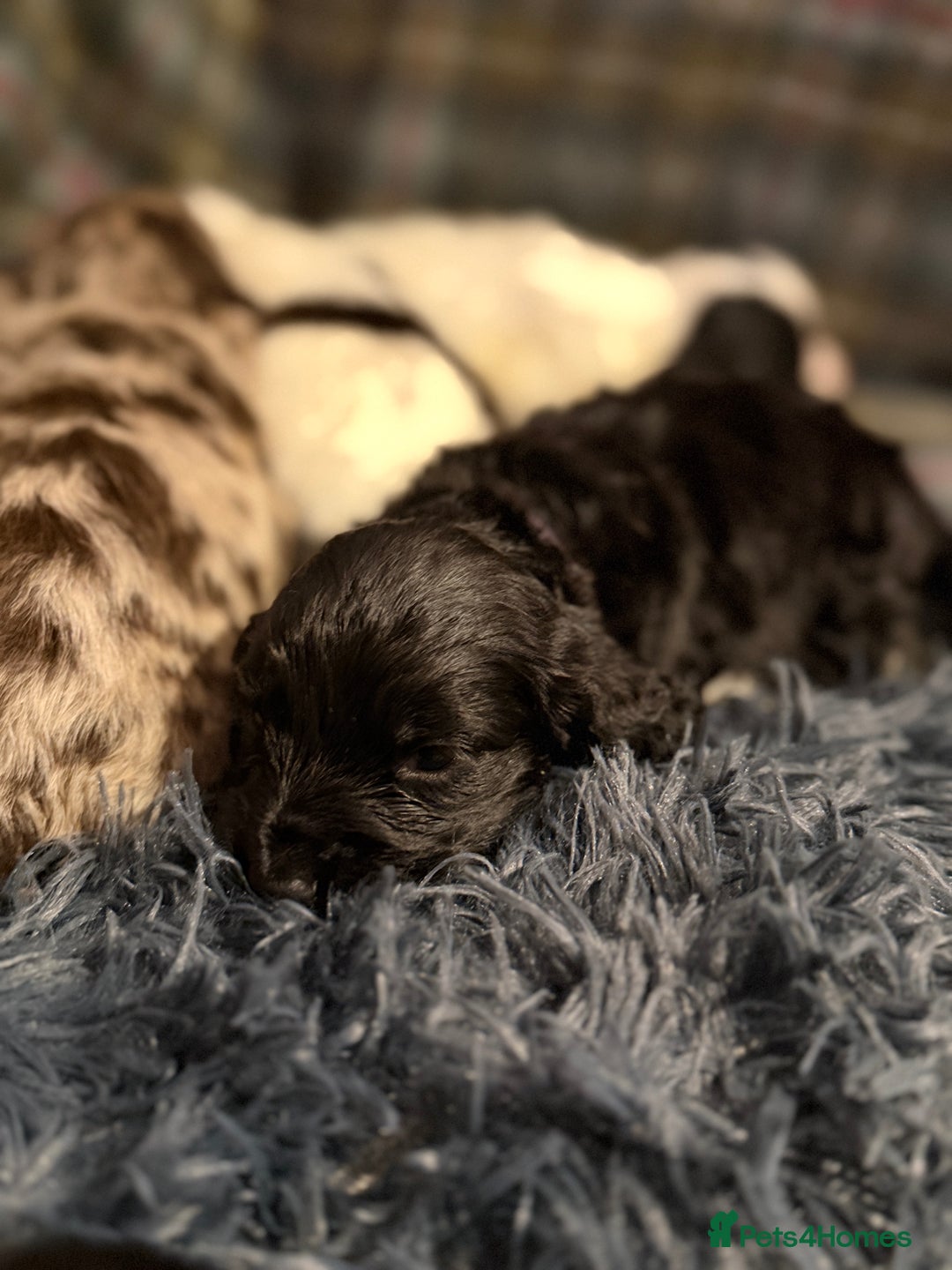 Cocker Spaniel dogs for sale: Cocker Spaniel Merle Puppies  - Advert 13