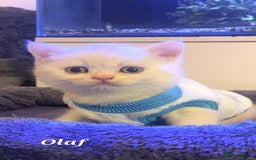 British Shorthair cats for sale: British shorthair babies  - Image 8