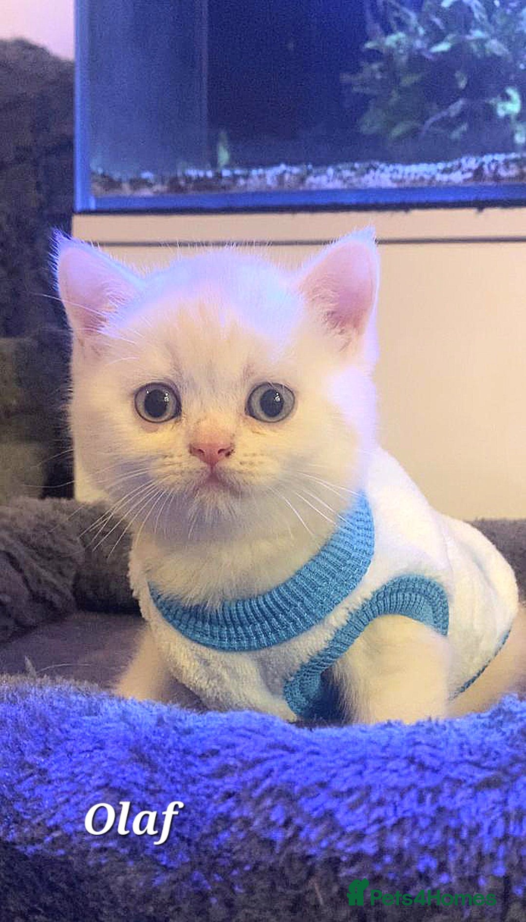 British Shorthair cats for sale: British shorthair babies  - Image 8