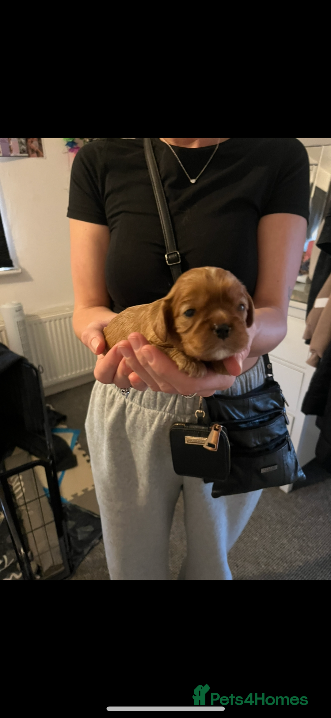 Cavalier King Charles Spaniel dogs for sale: 5 beautiful Cavalier King Charles puppies - Advert 16