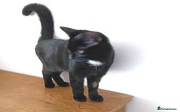Mixed Breed cats for adoption: AUTUMN - Image 3