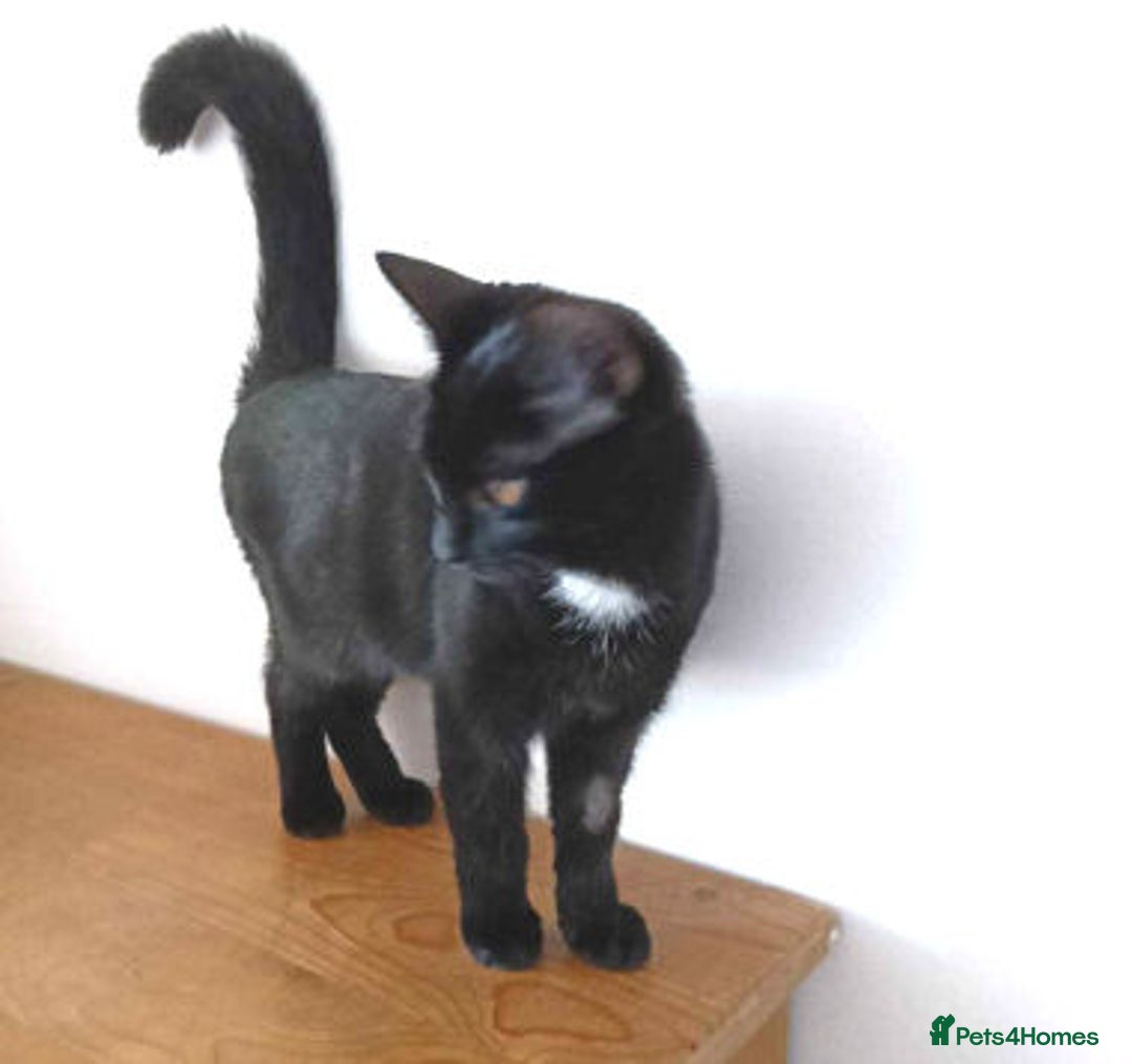 Mixed Breed cats for adoption: AUTUMN - Image 3