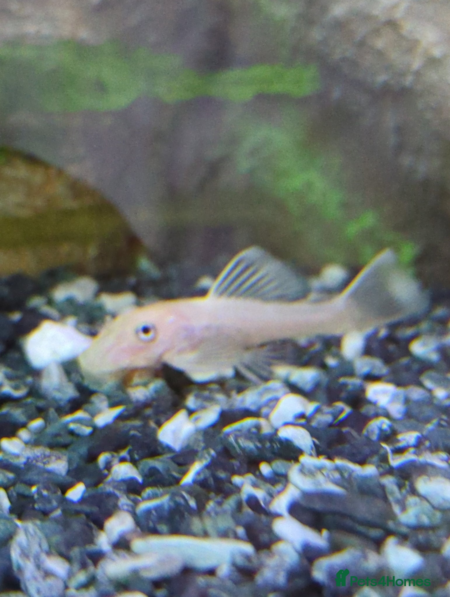 Catfish fish for sale: L144 lemon bristlenose plecos  in Maryport - Advert 5