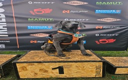 Weimaraner dogs for stud: Blue Weimaraner for Stud - Image 9
