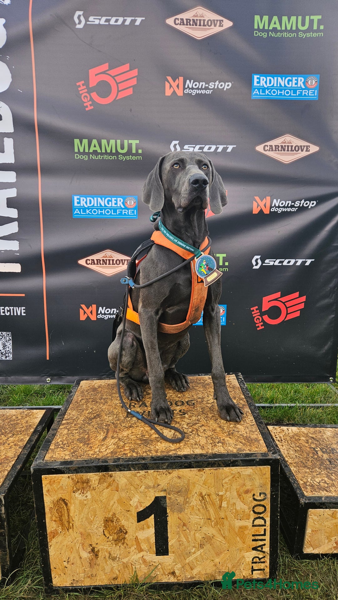 Weimaraner dogs for stud: Blue Weimaraner for Stud - Image 9