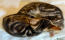 Bengal cats for sale: Sweetest Little Bengal X 9wks old in Dorking - Image 17