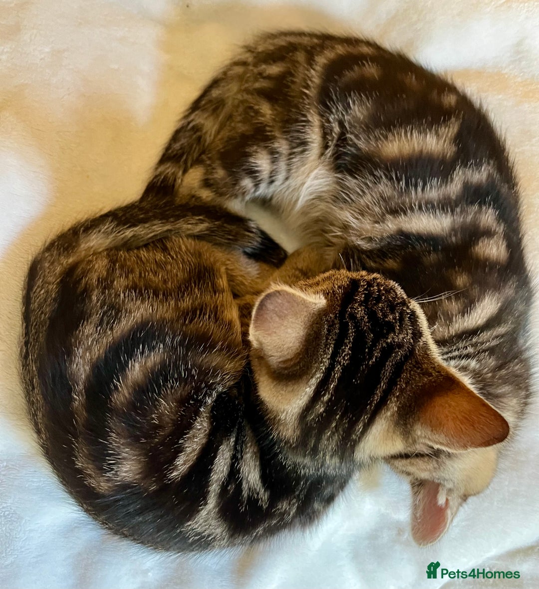 Bengal cats for sale: Sweetest Little Bengal X 9wks old in Dorking - Image 17
