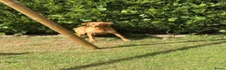 Labrador Retriever dogs for sale: Fox red Labrador puppys kc registered  - Advert 2