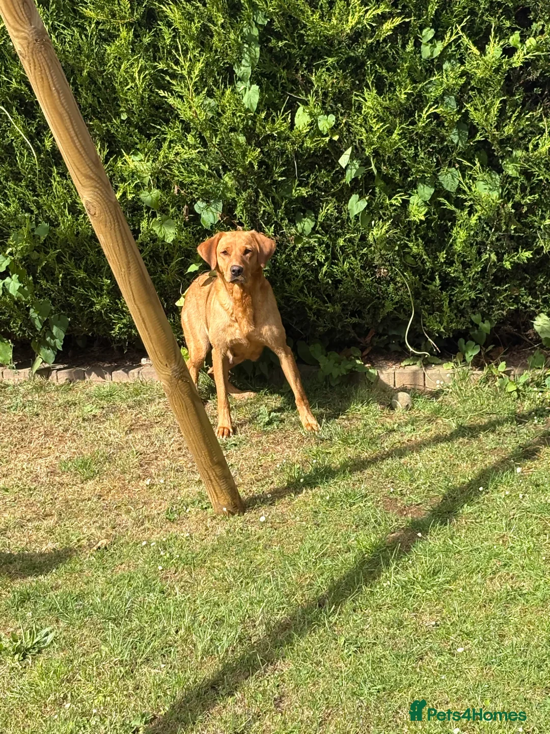 Labrador Retriever dogs for sale: Fox red Labrador puppys kc registered  - Advert 2