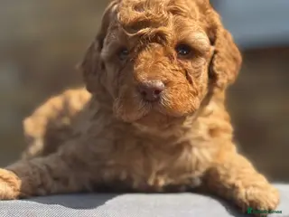 Cockapoo dogs F2 Apricot Cockapoos LICENSED BREEDER - Advert 17