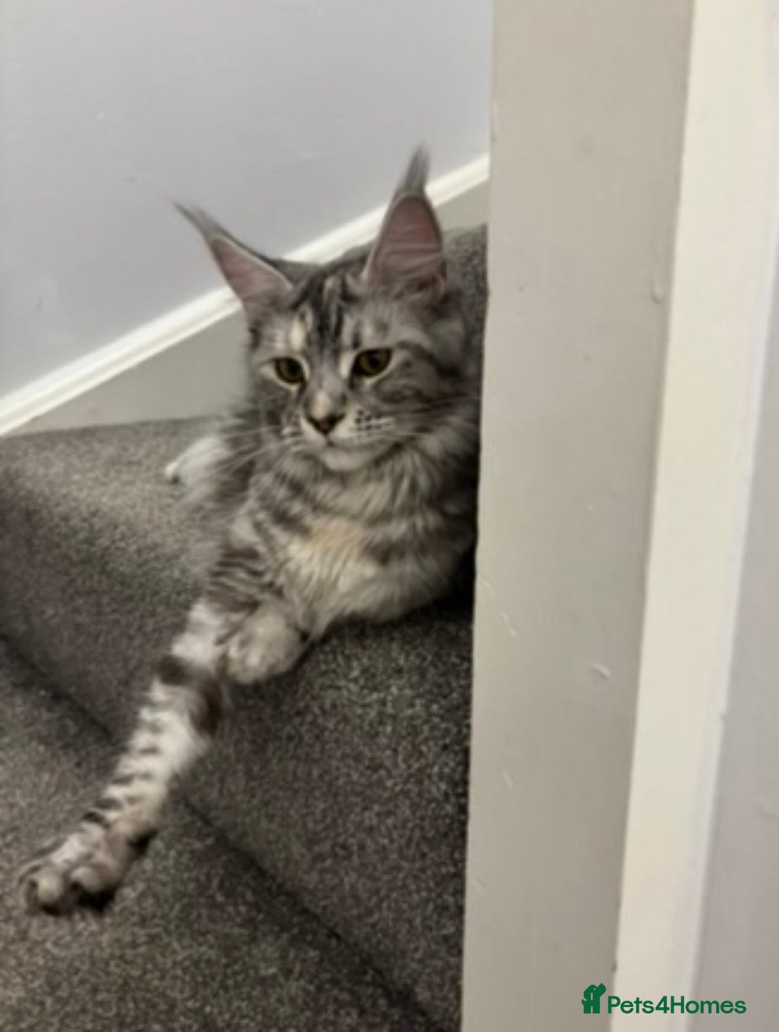 Maine Coon cats 🐈 Reserve NOW Stunning Pedigree Maine Coon Boys!! - Advert 4