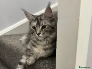 Maine Coon cats 🐈 Reserve NOW Stunning Pedigree Maine Coon Boys!! - Advert 9