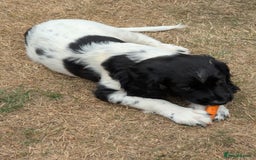 English Springer Spaniel dogs for sale: Handsome English Springer Spaniel Puppy  - Image 4