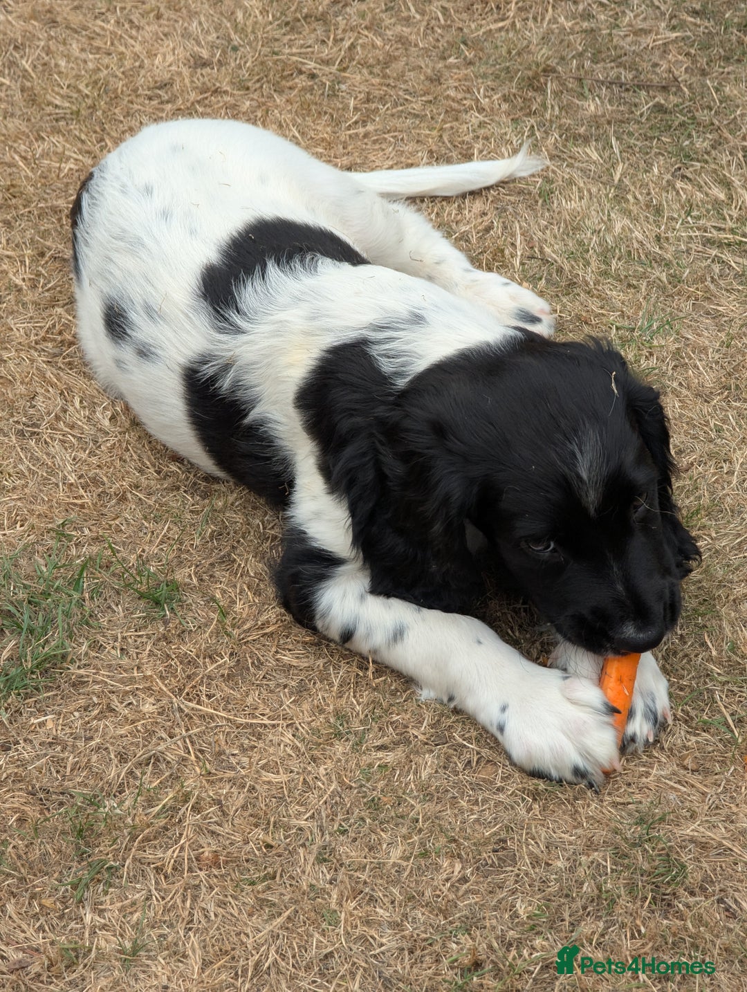 English Springer Spaniel dogs for sale: Handsome English Springer Spaniel Puppy  - Image 4