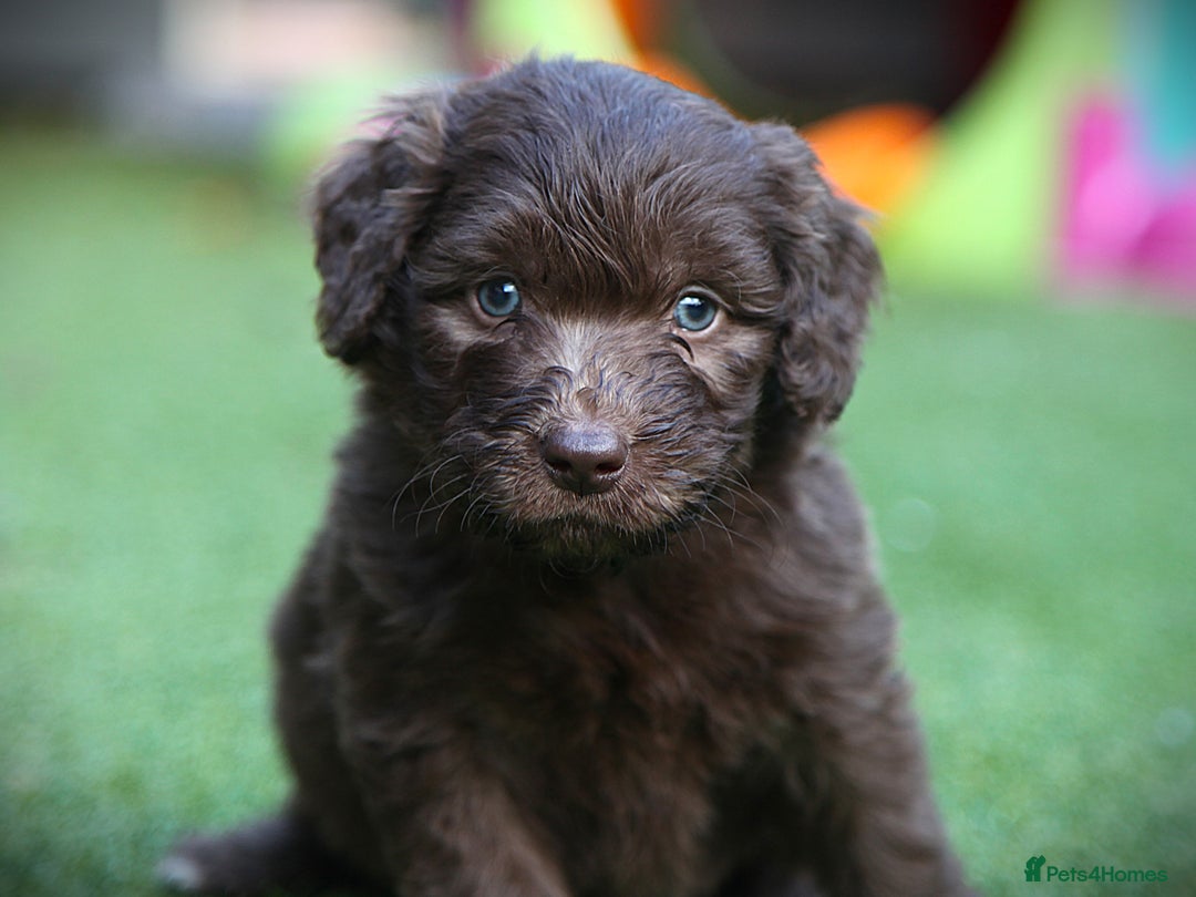 Bordoodle dogs for sale: Gorgeous Bordoodles 🤎 - Image 2