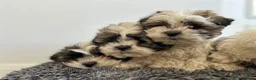 Zuchon dogs for sale: Shih Tzu x  bichon f1 Zuchon puppy - Advert 6