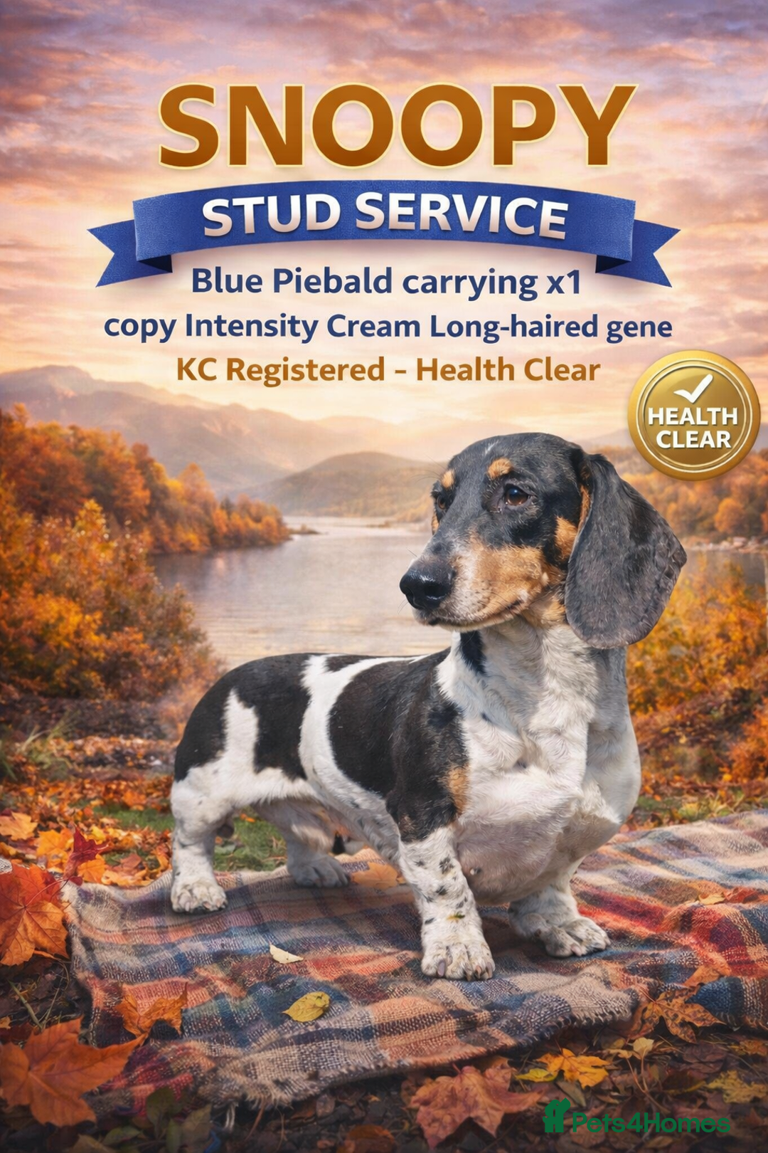 Miniature Dachshund dogs for stud: Blue piebald miniature Dachshund stud  - Advert 1