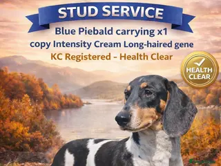 Miniature Dachshund dogs Blue piebald miniature Dachshund stud - Advert 13
