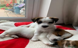 Jack Russell dogs for sale: KC Jack Russell Puppies - One Boy Left! - Image 21